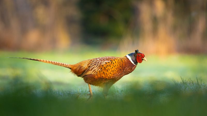 Pheasant фото превью