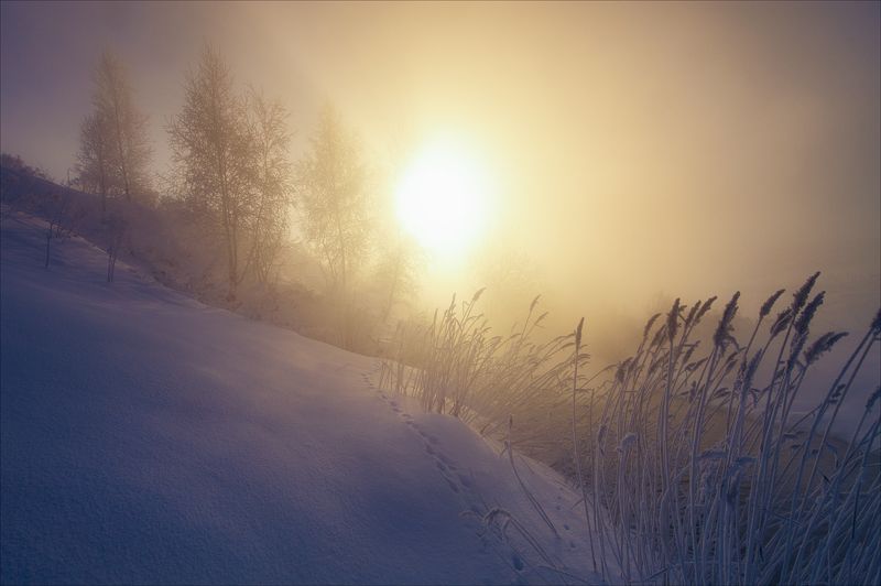 По следам неведомых зверей. фото превью