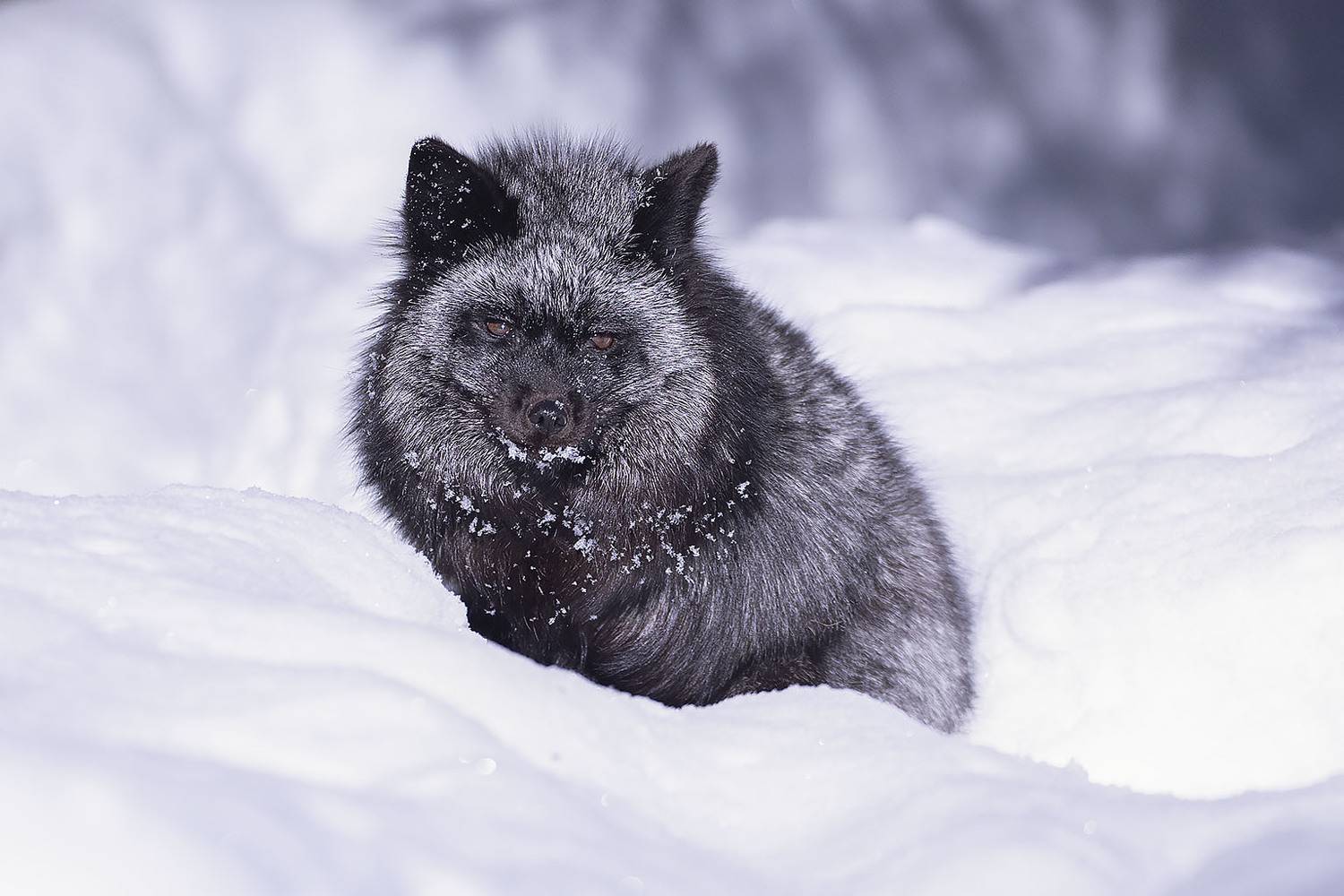 лиса, чернобурая, красотка, зима, fox, beautiful, winter, nature, Стукалова Юлия