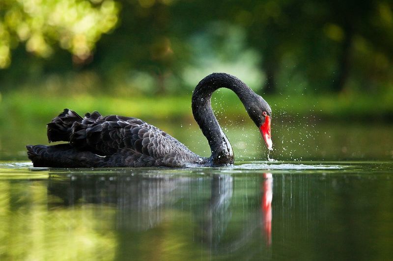 Black swan фото превью