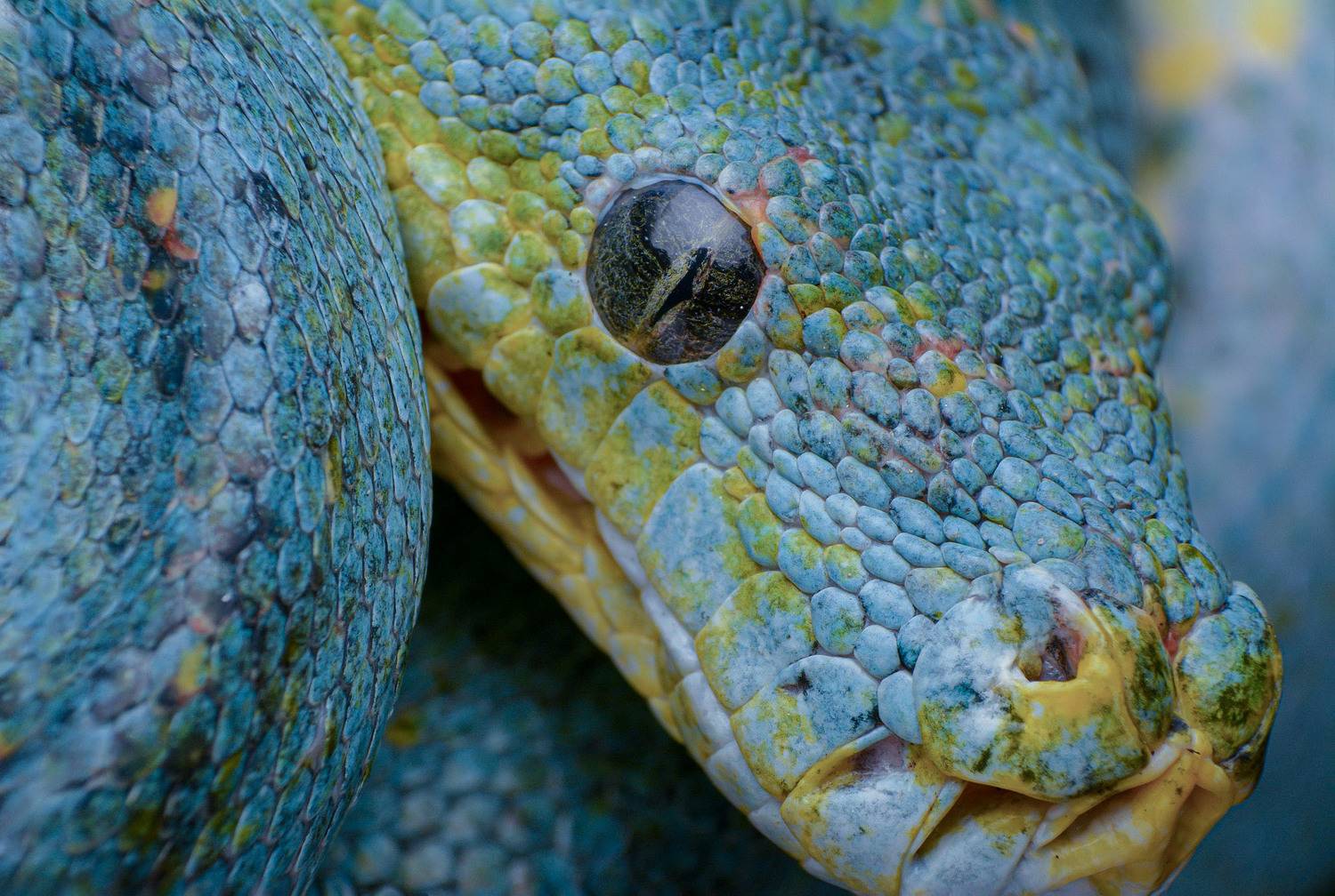 macro, nature, reptiles, snakes, Celis Norman