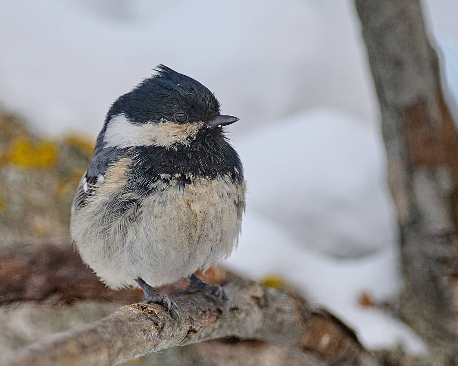 , Неклюдов Сергей