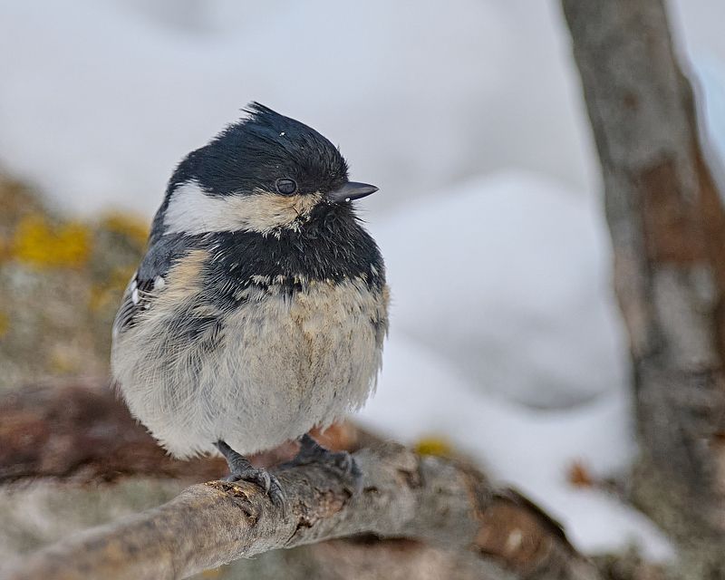 Задумалась фото превью