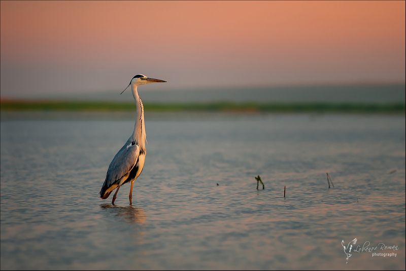 * * * фото превью