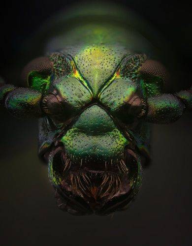 Кривое зеркало