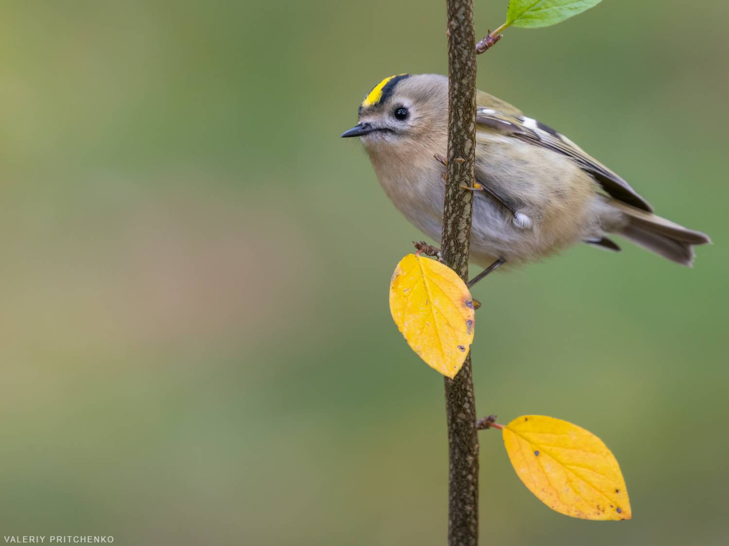 королек, птицы, осень, желтоголовый королек, birds, autumn, goldcrest, Валерий Притченко