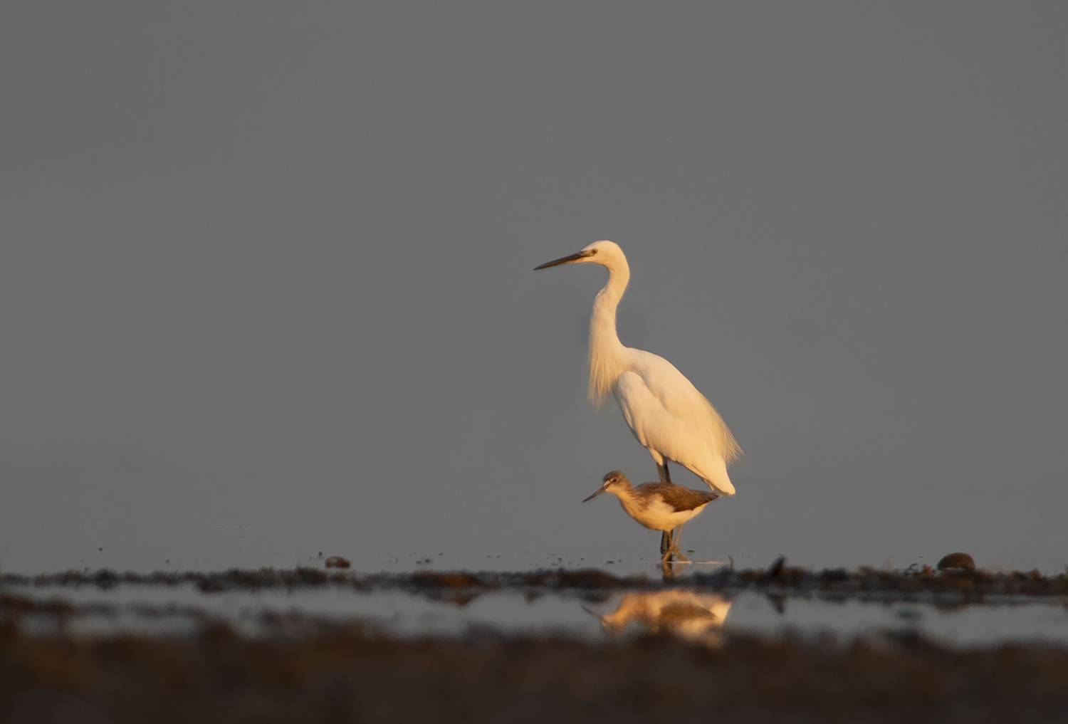 , Евгени Стефанов