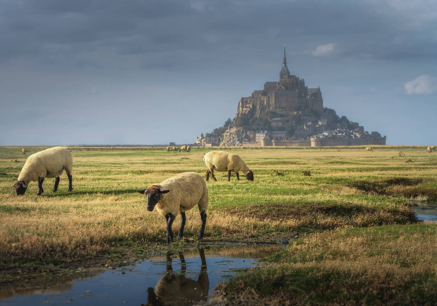 , Шимаковский Юрий