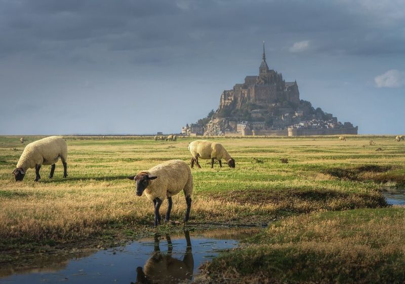 Французские овечки фото превью
