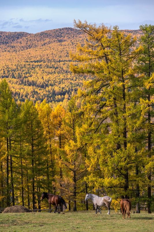 алтай. *** фото превью