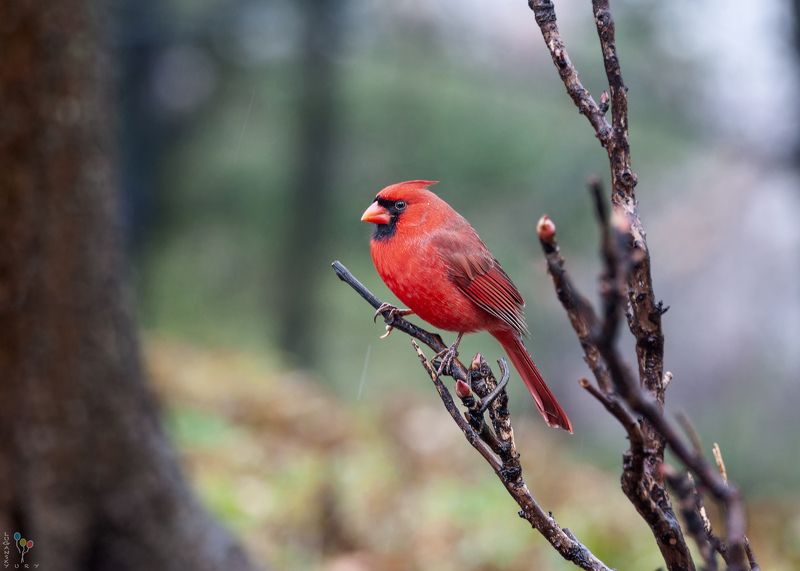 Cardinal фото превью