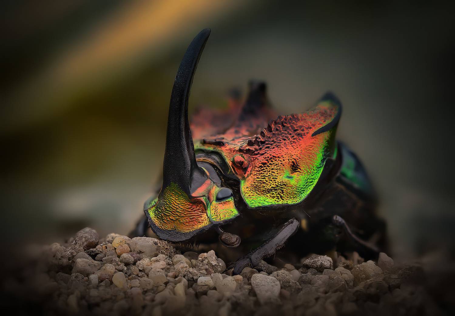 coleoptera, scarabaeidae, phanaeus tridens, novoznik, Eugenijus Kavaliauskas
