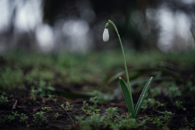 Снежные капли. фото превью
