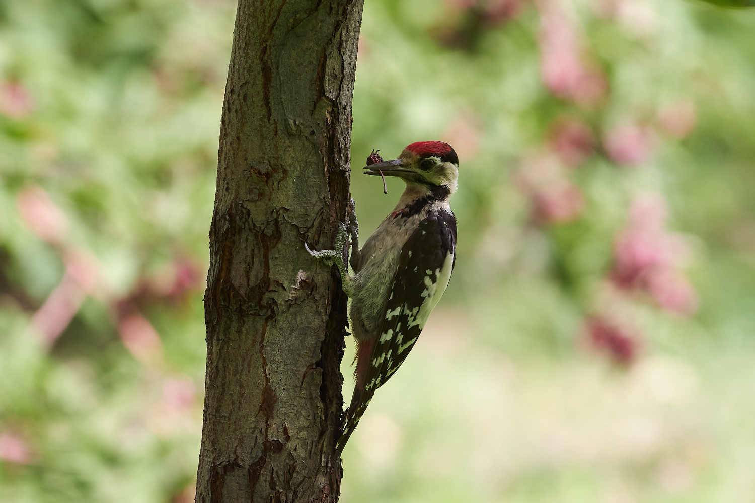 volgograd, russia, wildlife, bird, birds, birdswatching, Dendrocopos syriacus, , Павел Сторчилов