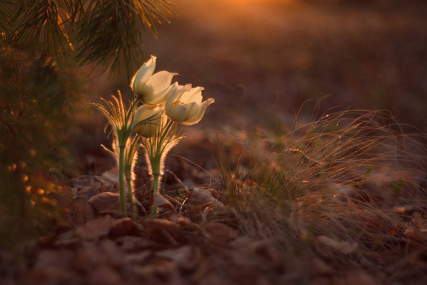 макро, природа, боке, цветы, подснежник, прострел, сон-трава, macro, nature, flowers,sunset, Sokolova Tatiana