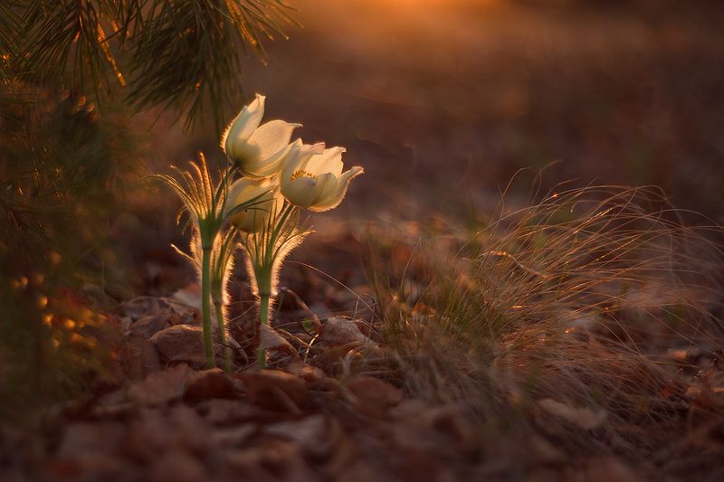 макро, природа, боке, цветы, подснежник, прострел, сон-трава, macro, nature, flowers,sunset Поклон солнцу фото превью