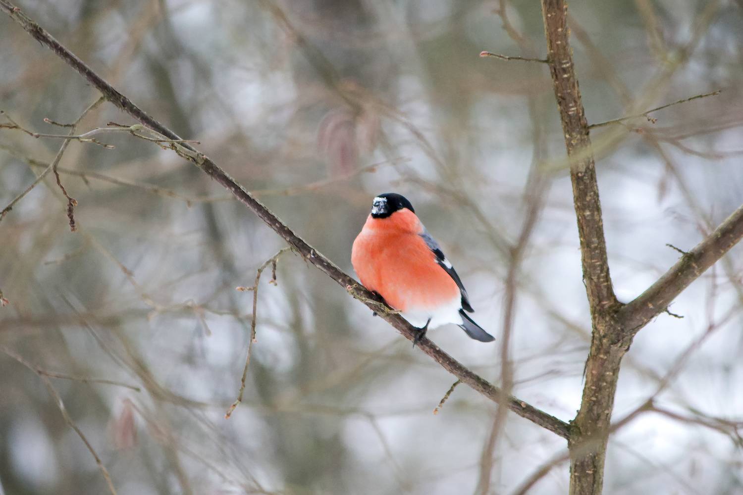 снегирь, КарОл