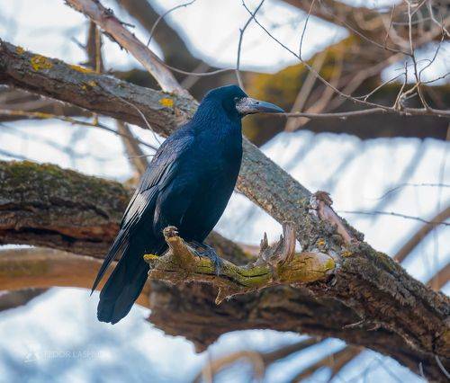 Уже весна разлилась в воздухе