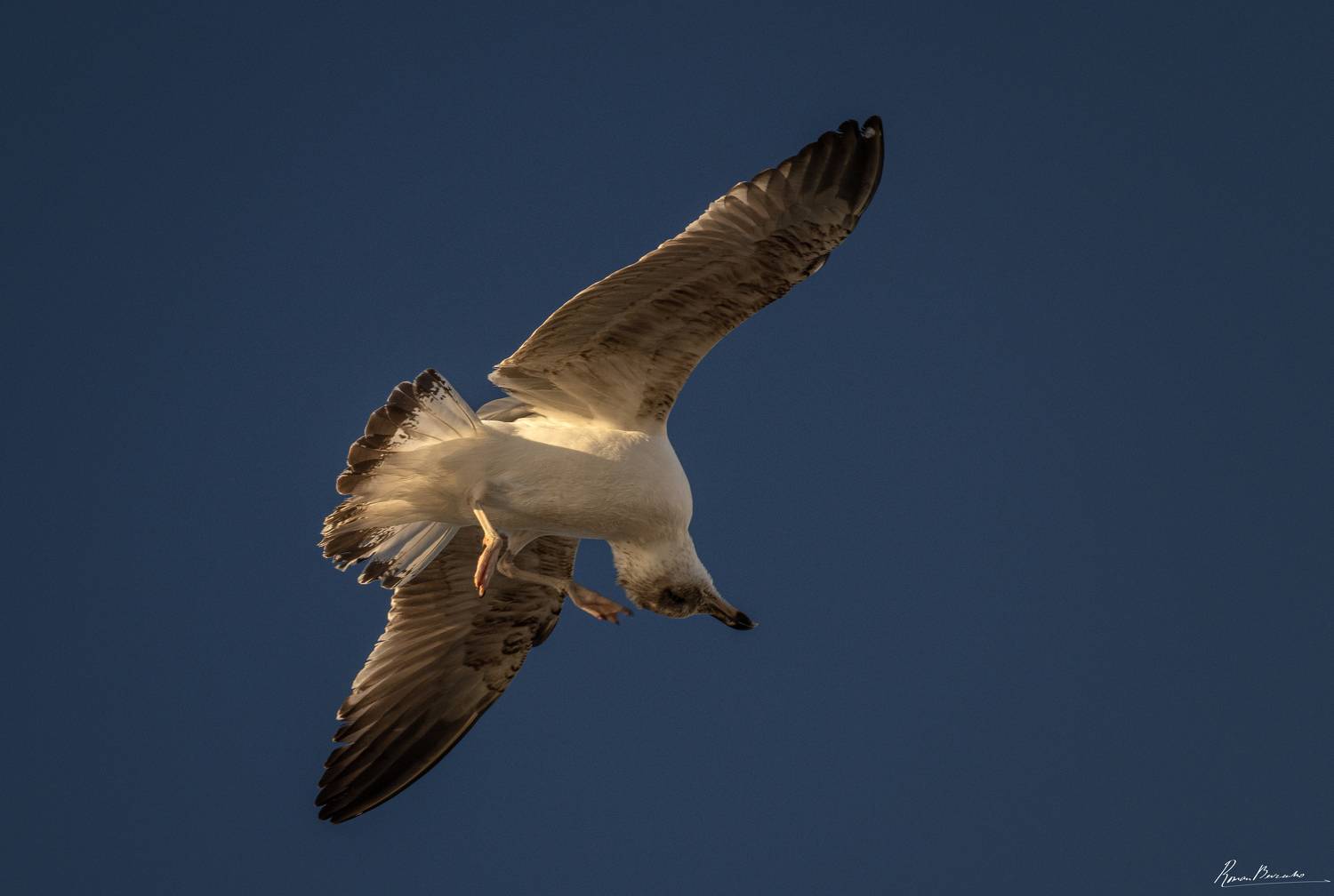 sea gull, gull, bird, birds, Bevzenko Roman