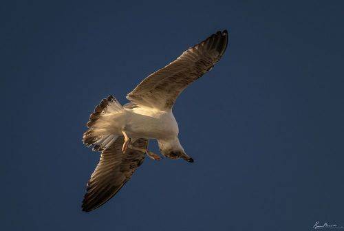 Sea gull acrobat 