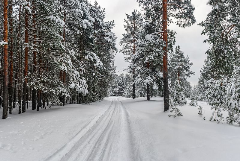 По белому снегу. фото превью