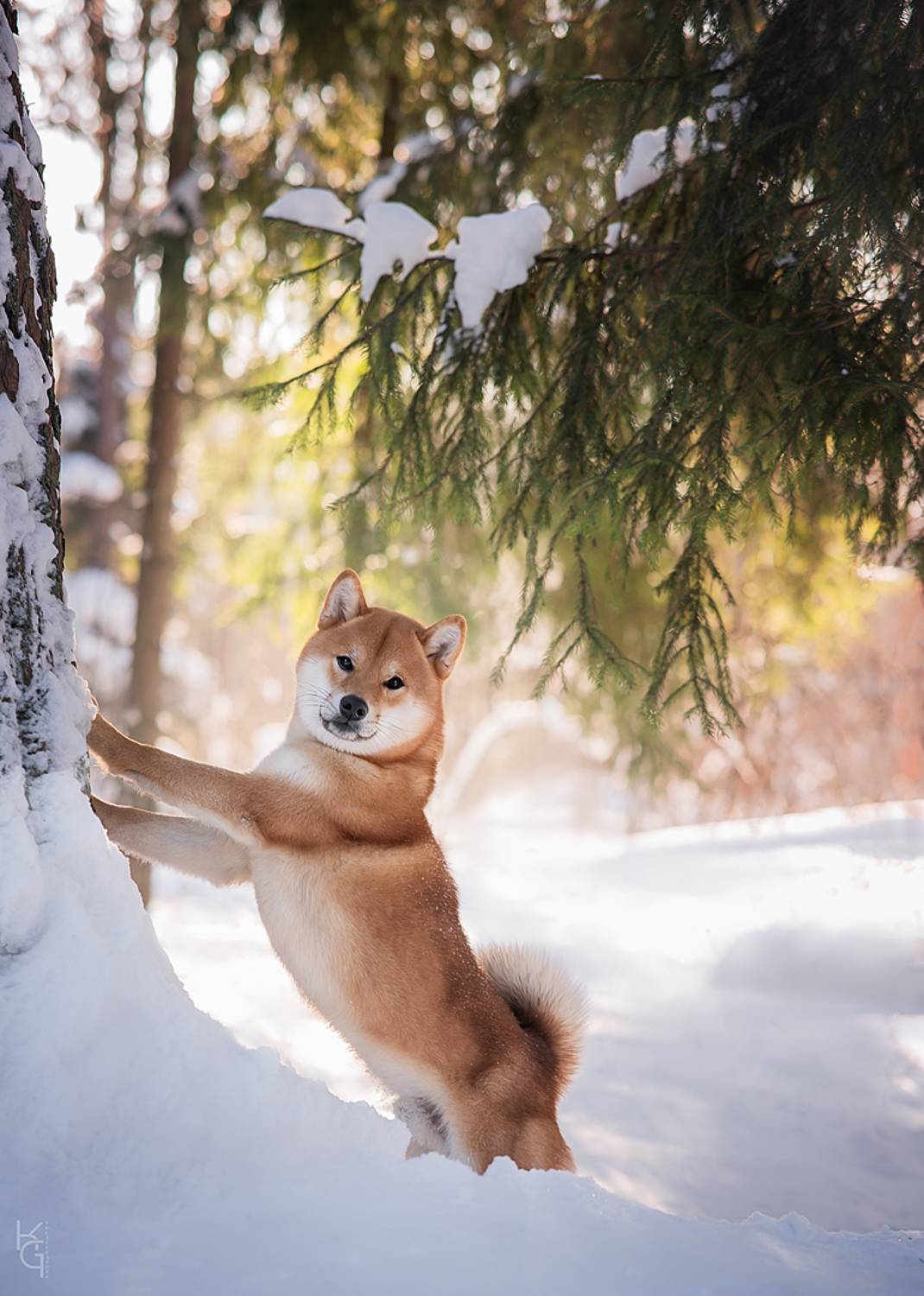 , Коптилина Галина