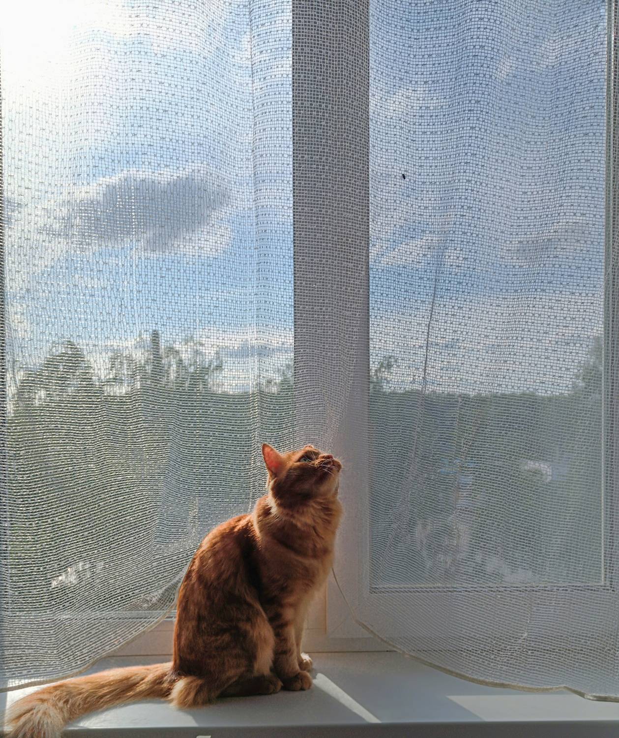 , Светлана Кондрашова