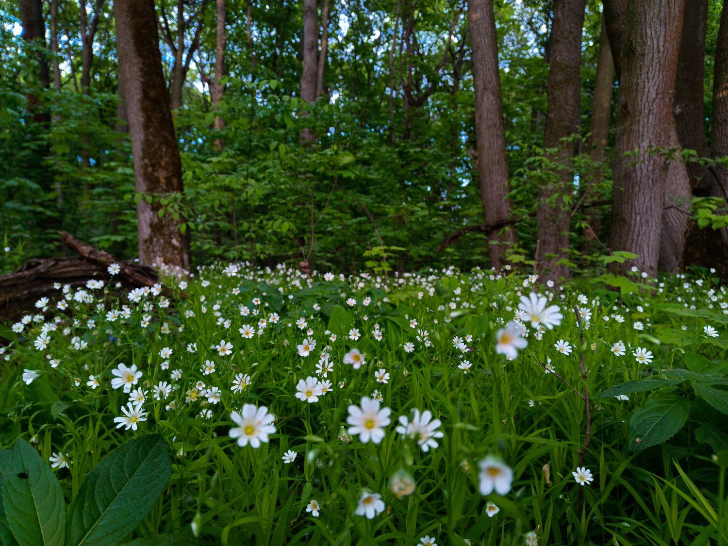 , Светлана Кондрашова