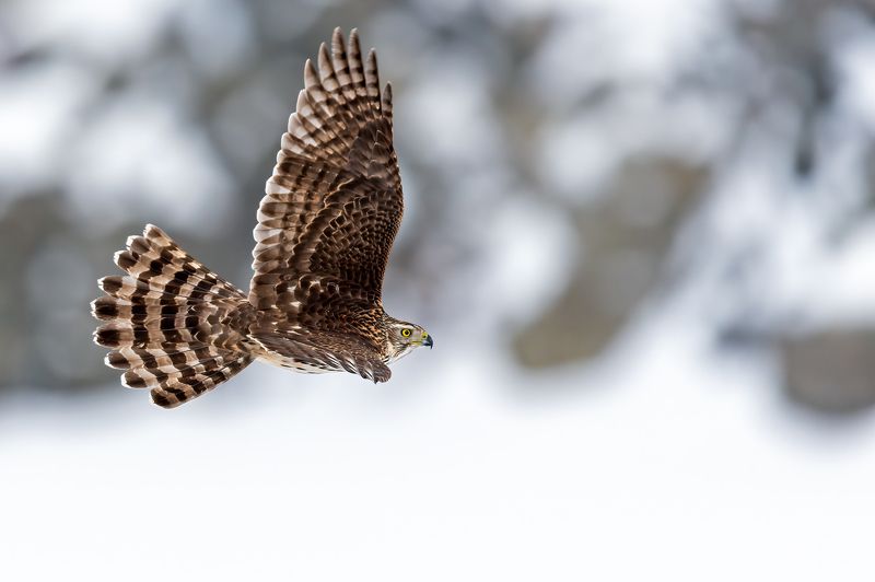 Ястреб тетеревятник. фото превью