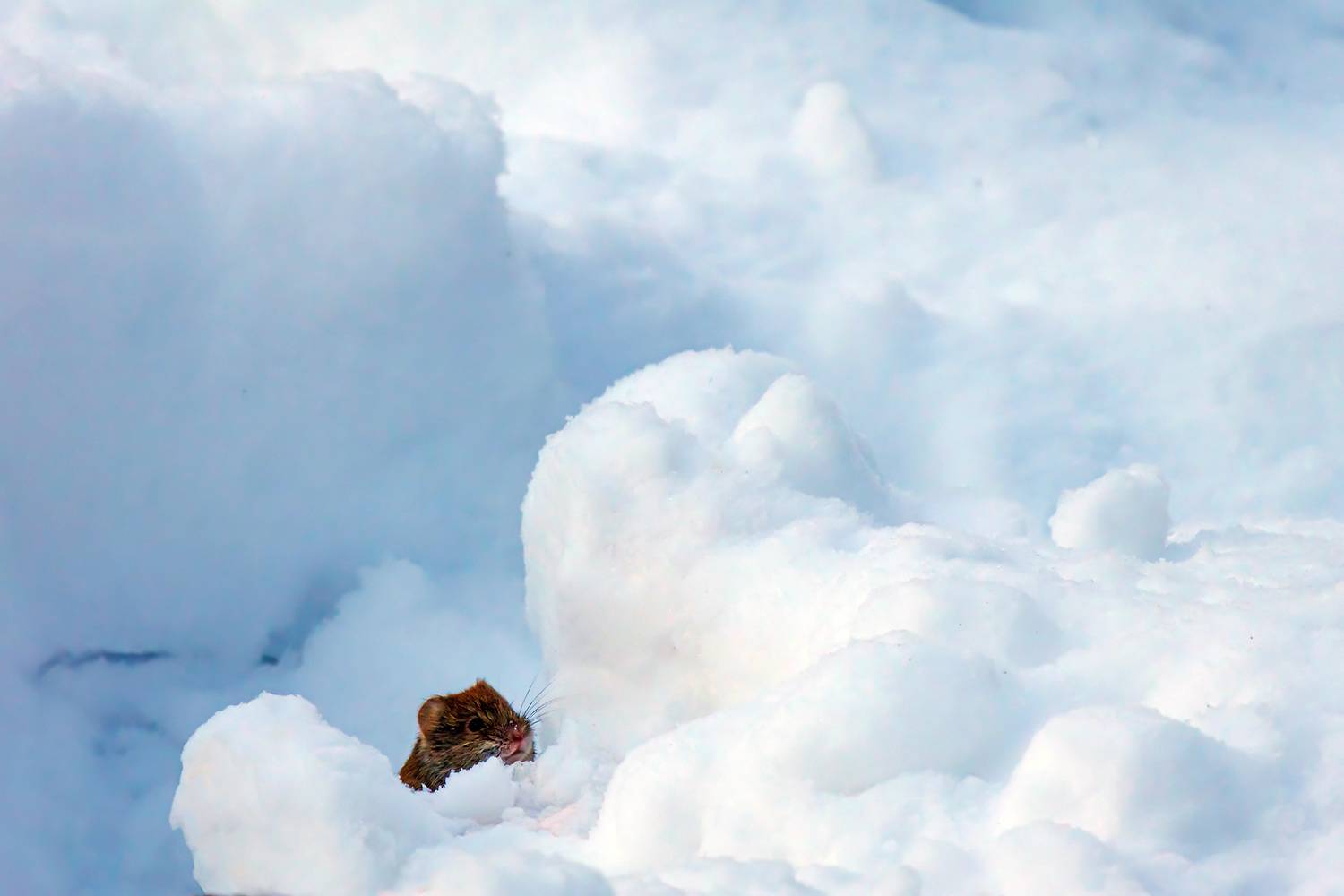 , Волынский Виктор