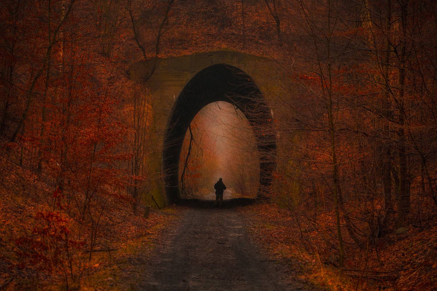 Horizontal, Day, Tree, Nature, Architecture, Bridge, Autumn, Tunel, Transportation, Abandoned, Railroad, Forest, Damian Cyfka
