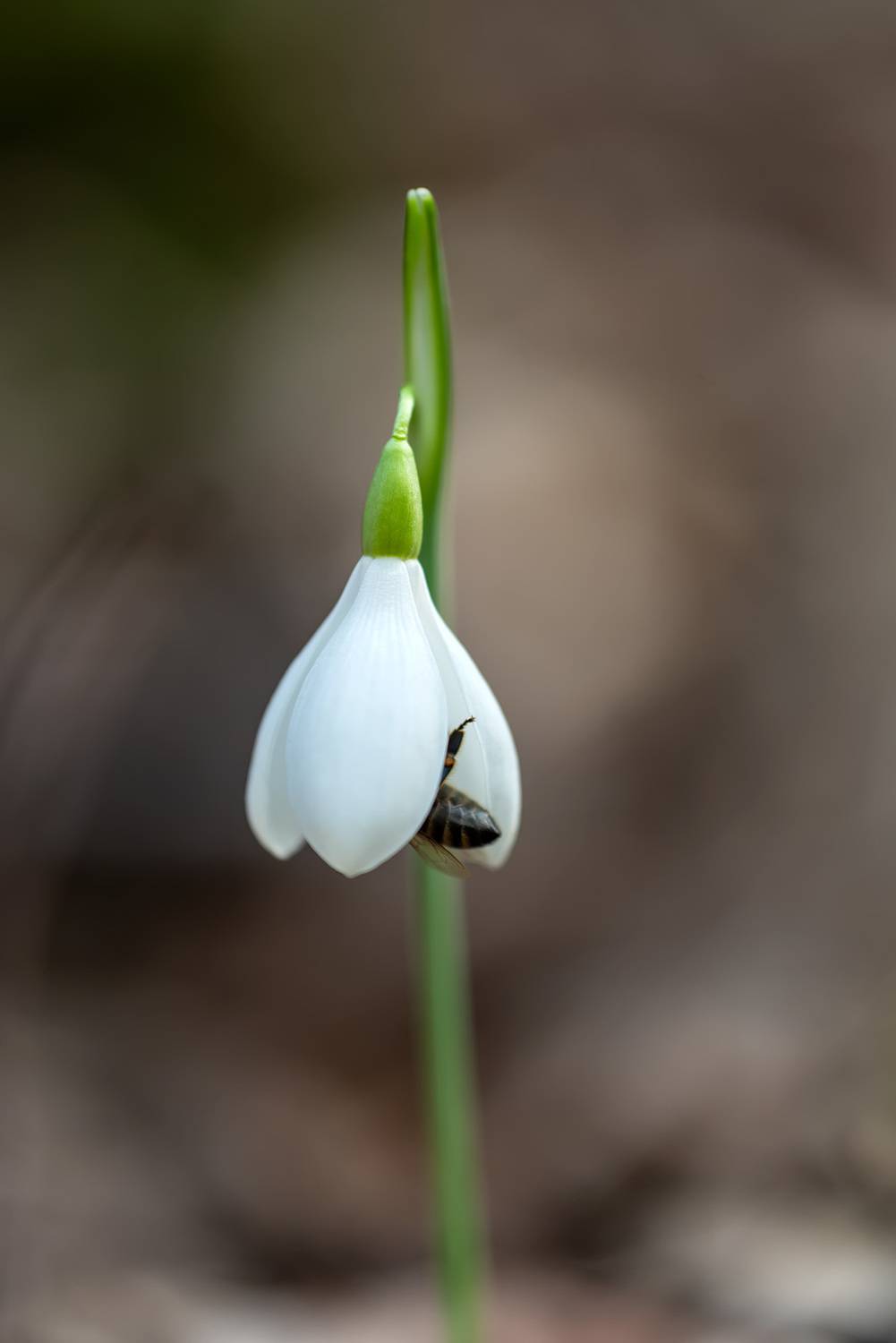 весна, макрофотография, цветы, первоцветы, подснежники, галантус, Александр Земляной