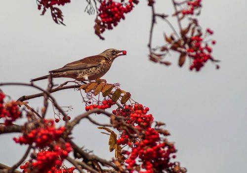 Дрозд рябинник