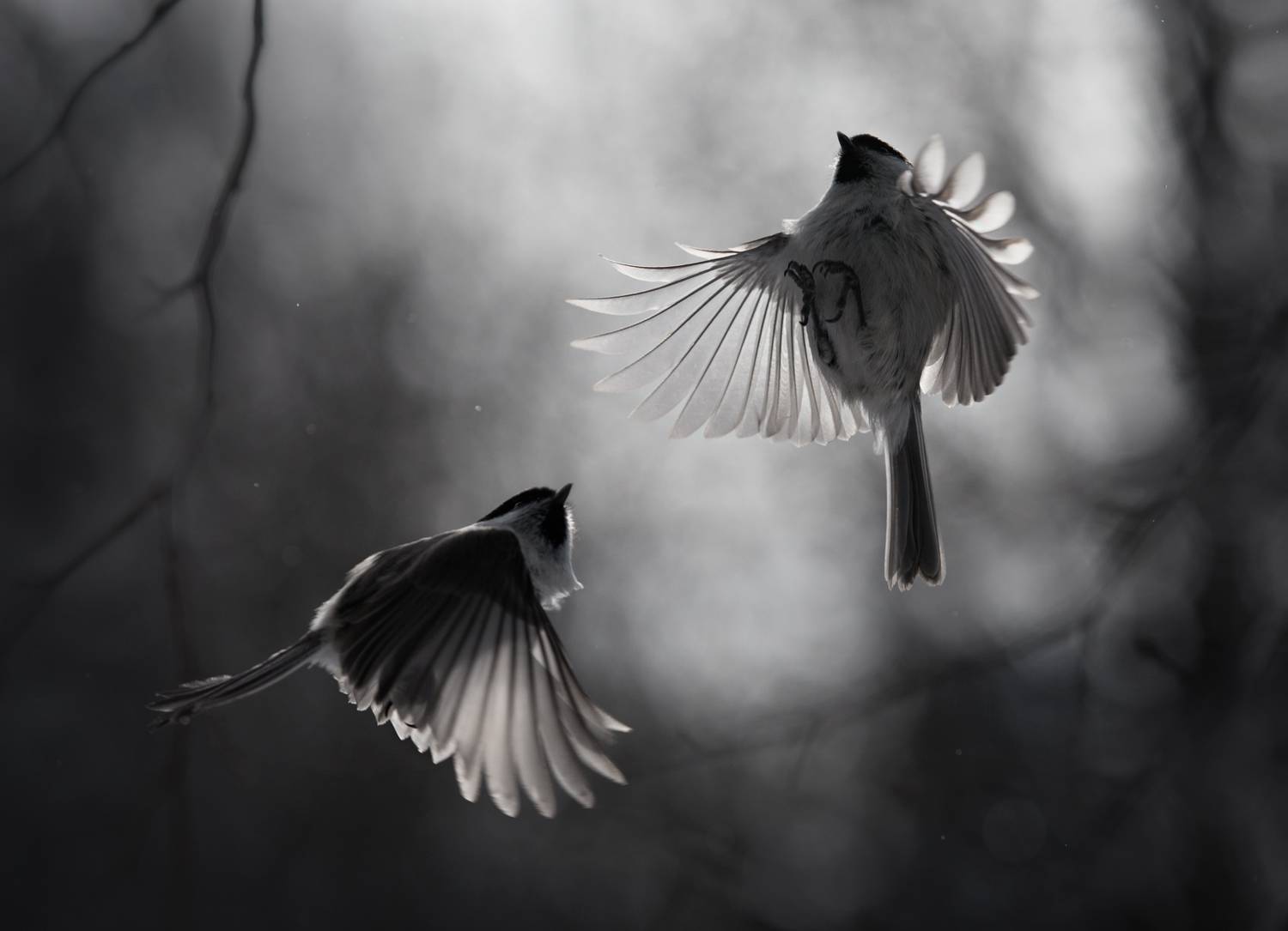 лес, свет, утро, природа, синица, птицы, Баранов Олег