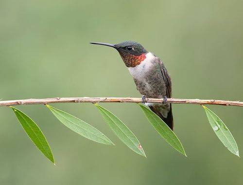 Ruby-throated Hummingbird - Рубиновогорлый Колибри