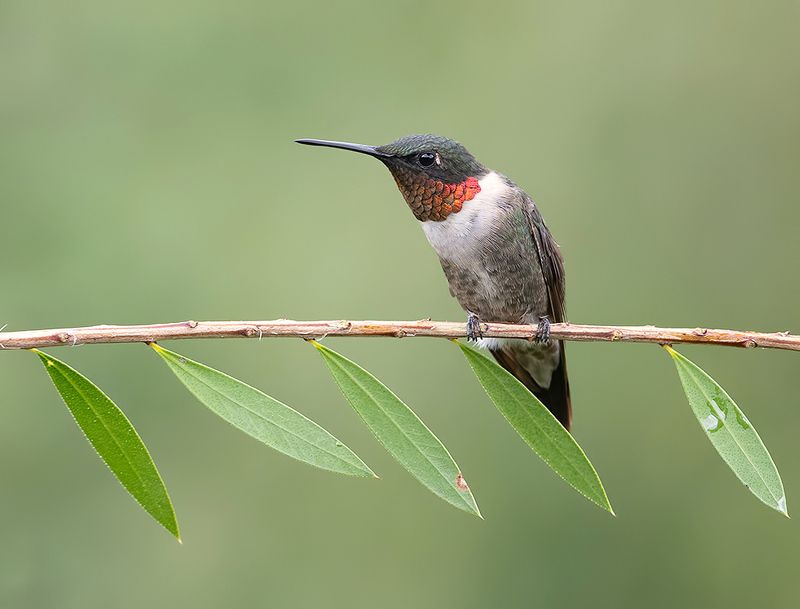 колибри,ruby-throated hummingbird, hummingbird, весна Ruby-throated Hummingbird - Рубиновогорлый Колибри фото превью