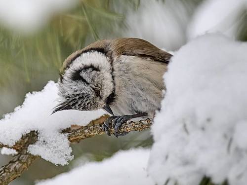 Вся в трудах