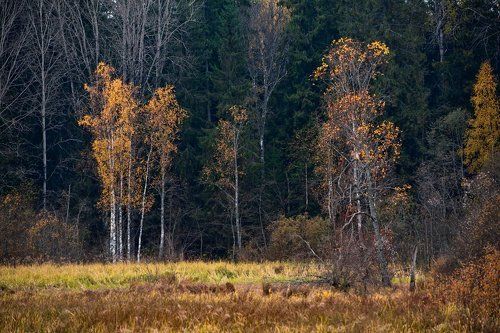 Этюды второй половины осени
