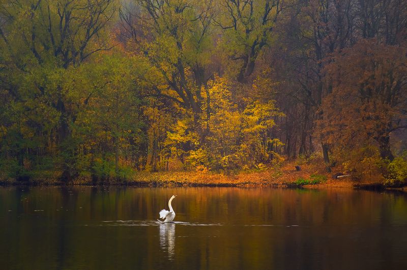 осенняя мелодия фото превью