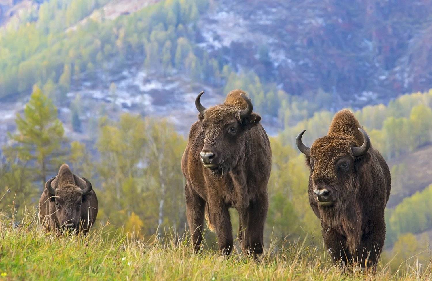 Зубр, Алтай, заповедник, Скиндерева Ольга