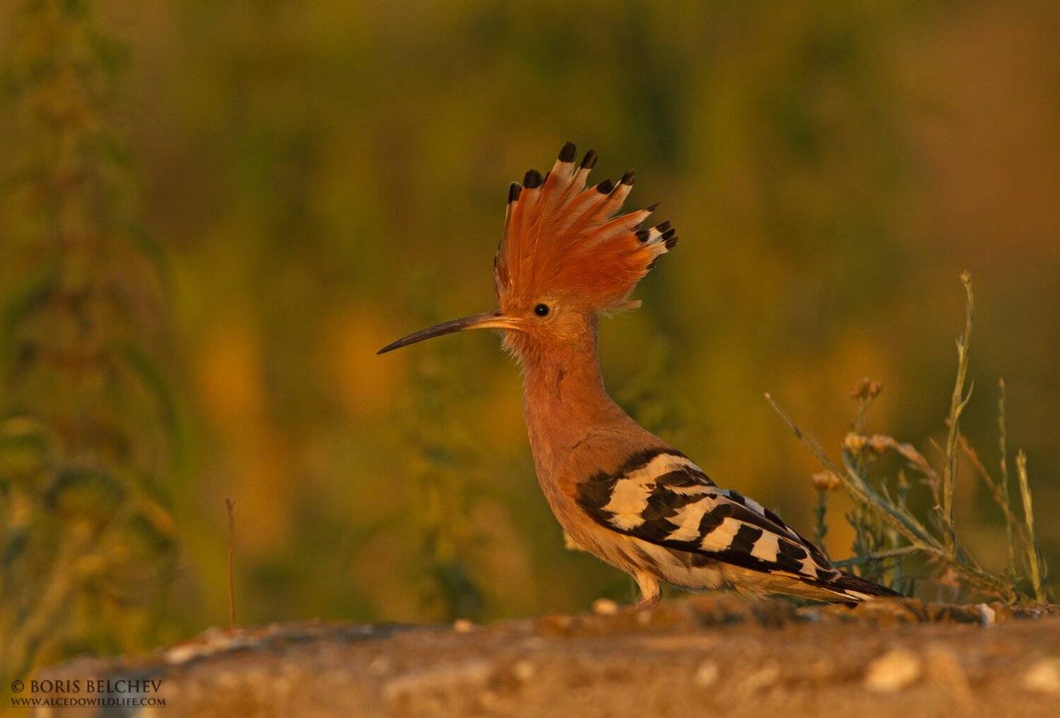 , Борис Белчев