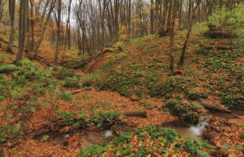 Лесной ручей фото превью