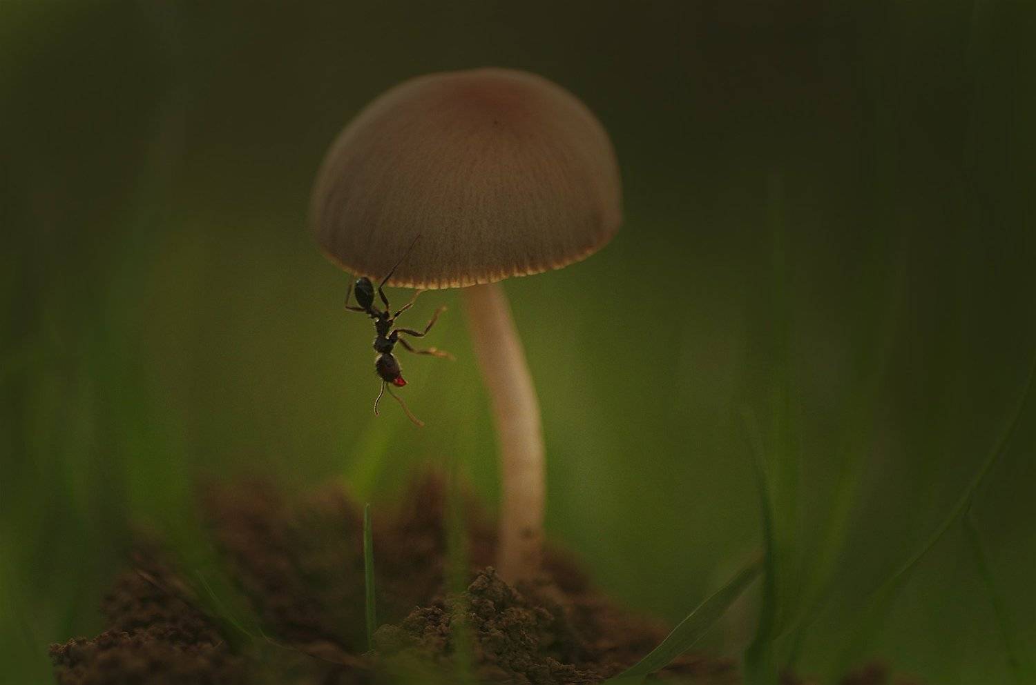 macro,nature, Ercan Yurt