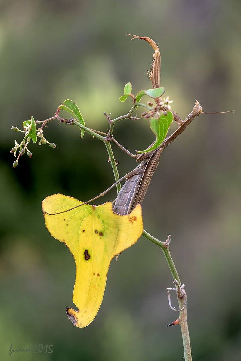 , Игорь ФУММ