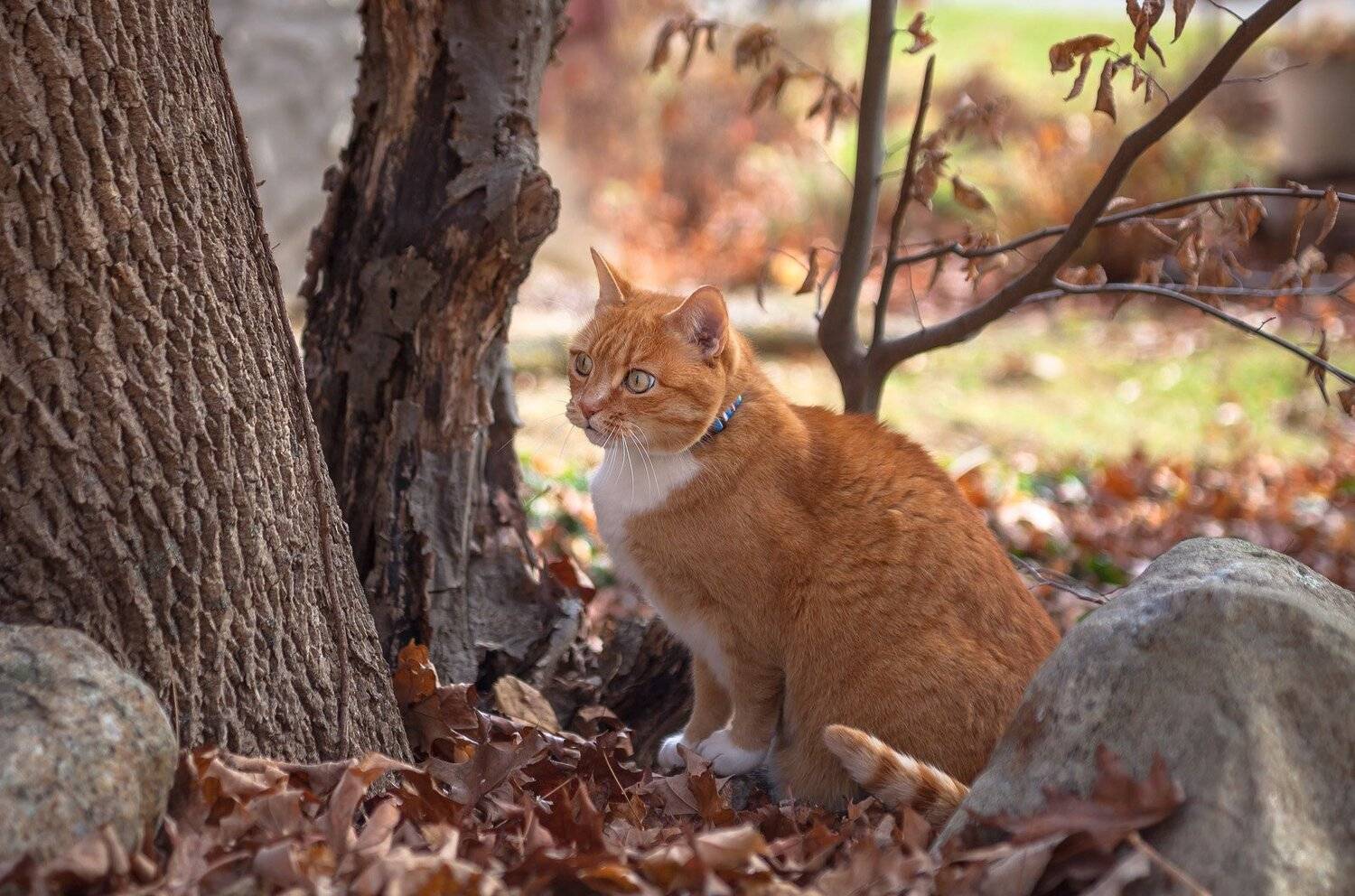 Животные, Кошки, Кузя, Осень, Природа, Антонина