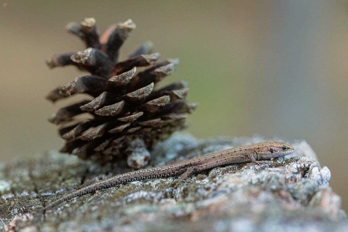 lizard, pine, cone, macro, Wojciech Grzanka