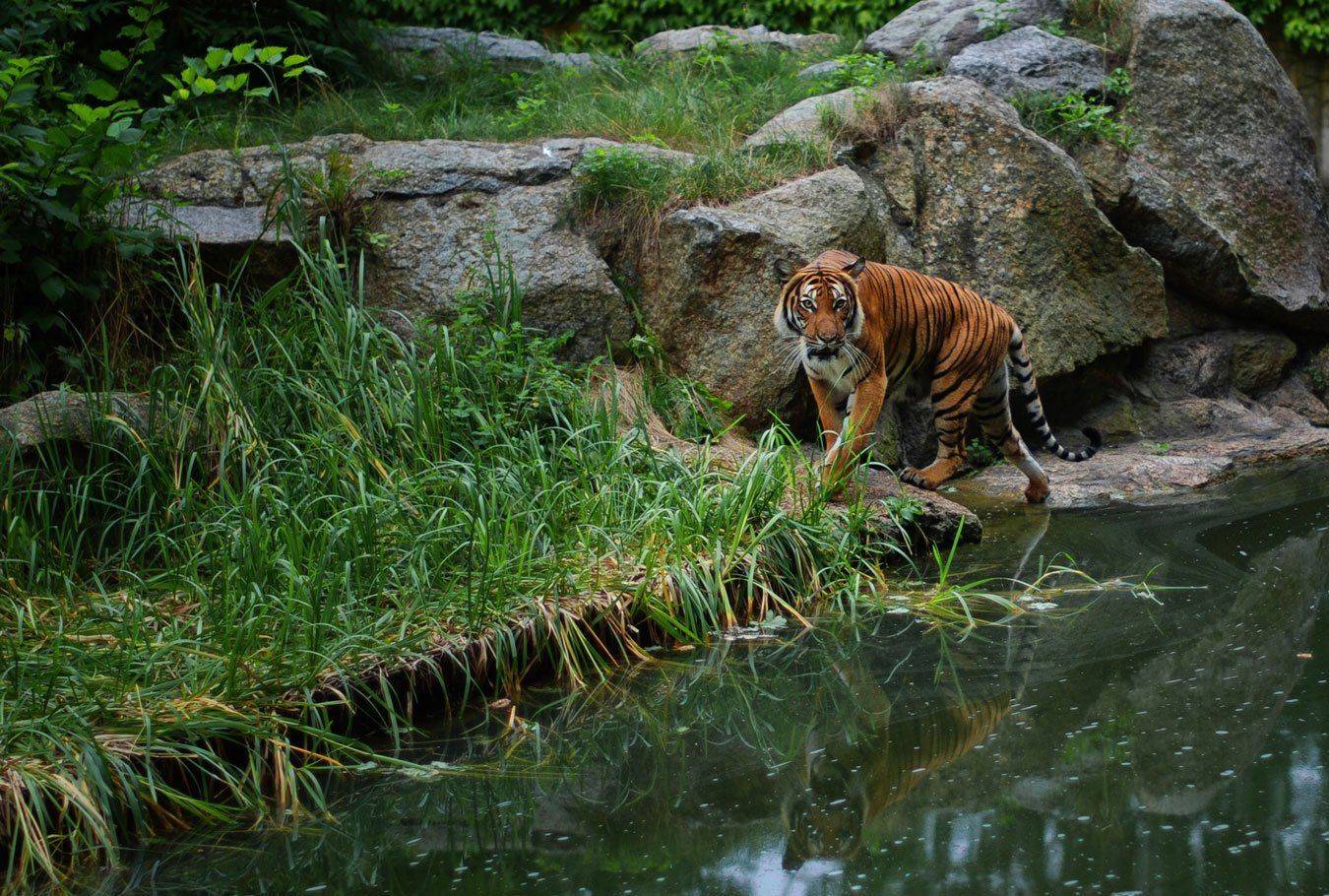 берлин, Владимир