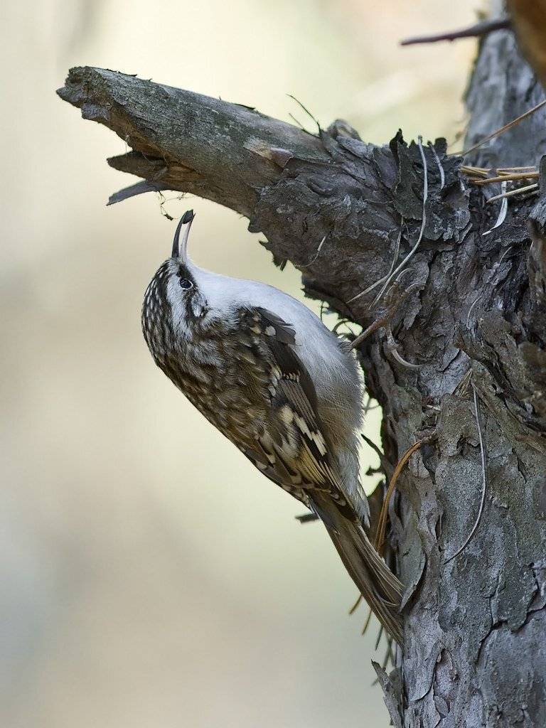 , Дмитрий Кугувалов