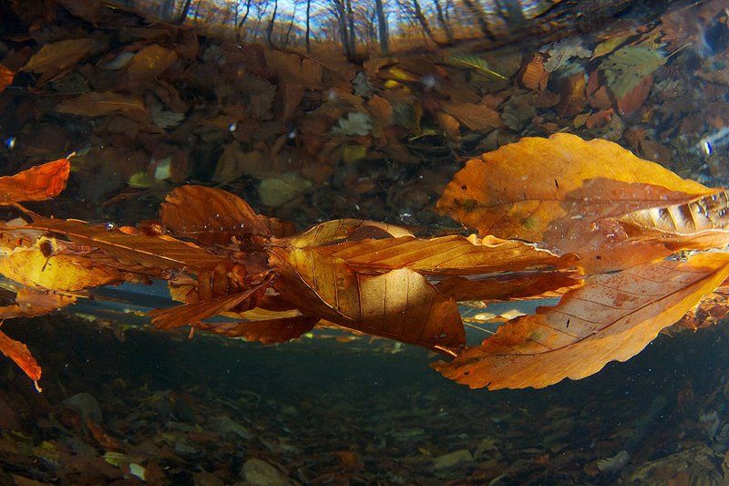 Подводная осень фото превью
