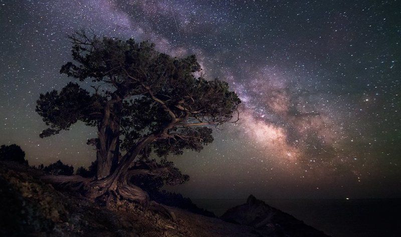 Астро, Дерево, Звёзды, Крым, Млечный путь, Ночь В можжевеловой роще фото превью